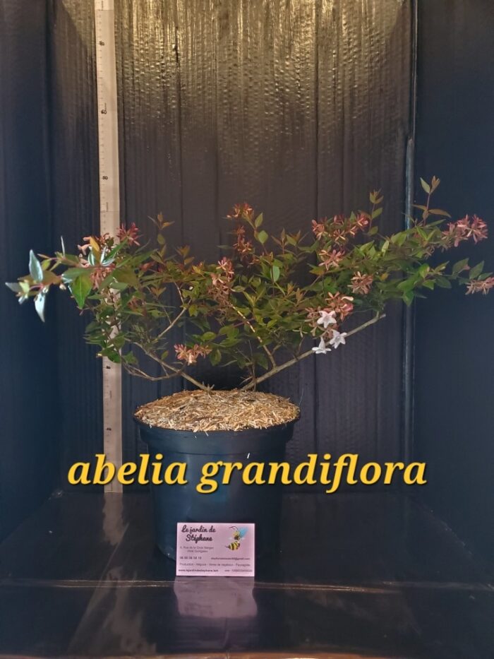 abelia grandiflora Abelia Grandiflora e1696107111337