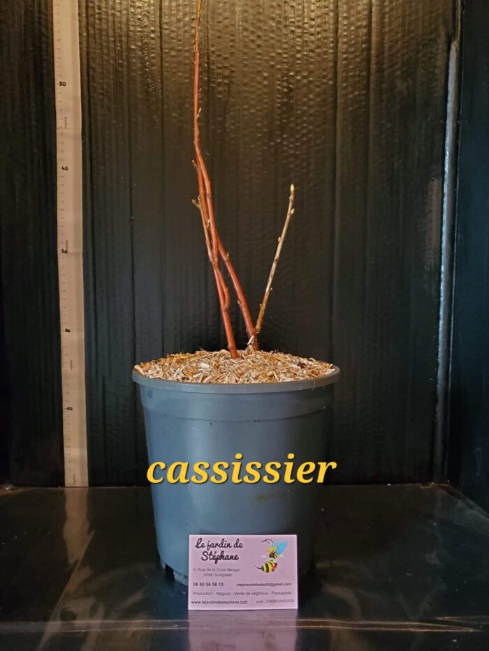 Cassissier Cassissier Andega scaled e1701985205546