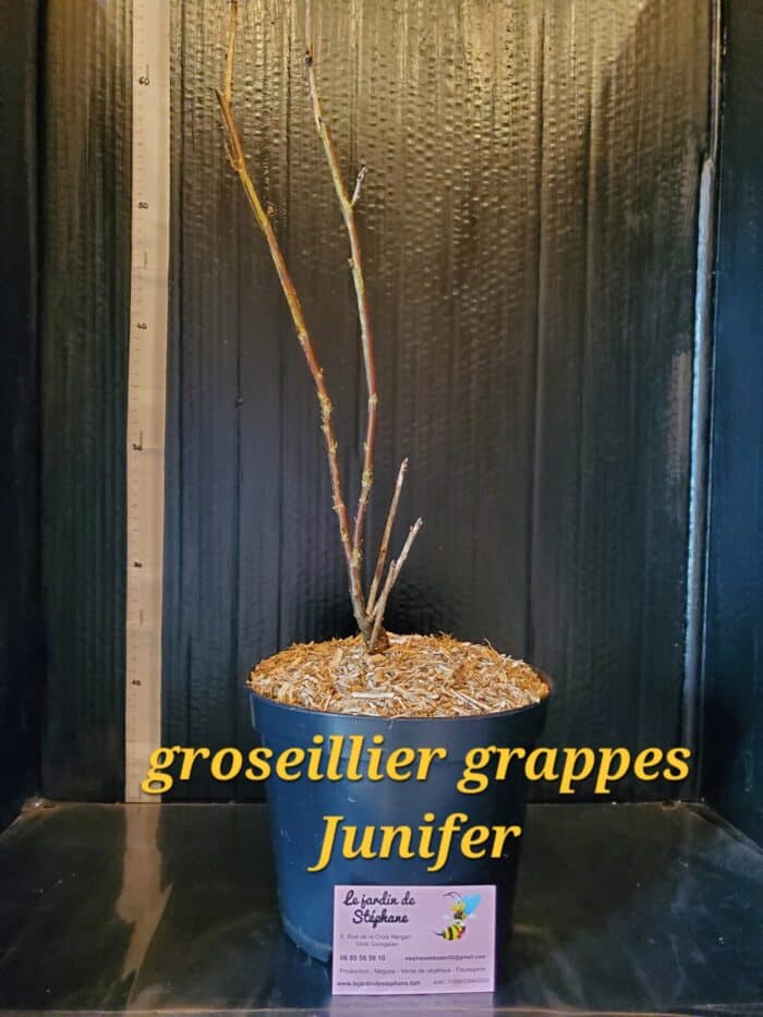 Groseillier Groseillier a grappes rouge Junifer scaled e1701985824767