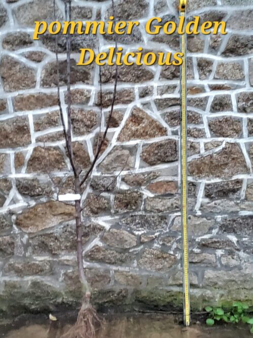 abricotier précoce de saumur Pommier Golden Delicious scaled e1701983178657