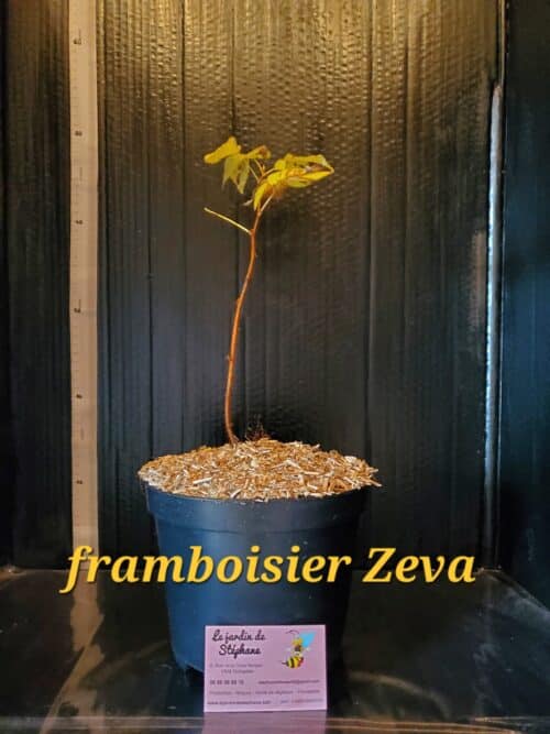 myrtillier blue crop Framboisier Zeva 1 scaled e1702143095564